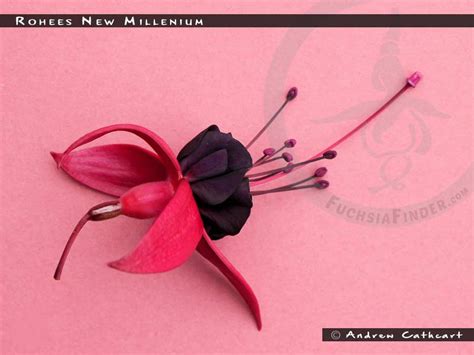 Rohees New Millennium - FuchsiaFinder