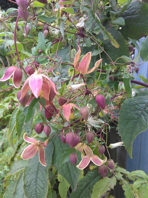 Clematis My Angel | Clematis in Seattle
