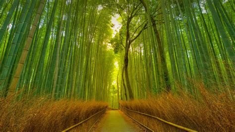 5k 竹林风景 小道 树 竹子 壁纸极品壁纸精选极品壁纸