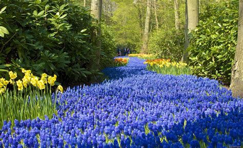 Газонные цветы - фото и картинки: 55 штук