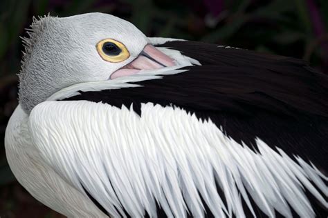 Species Spotlight Australian Pelican Avisure