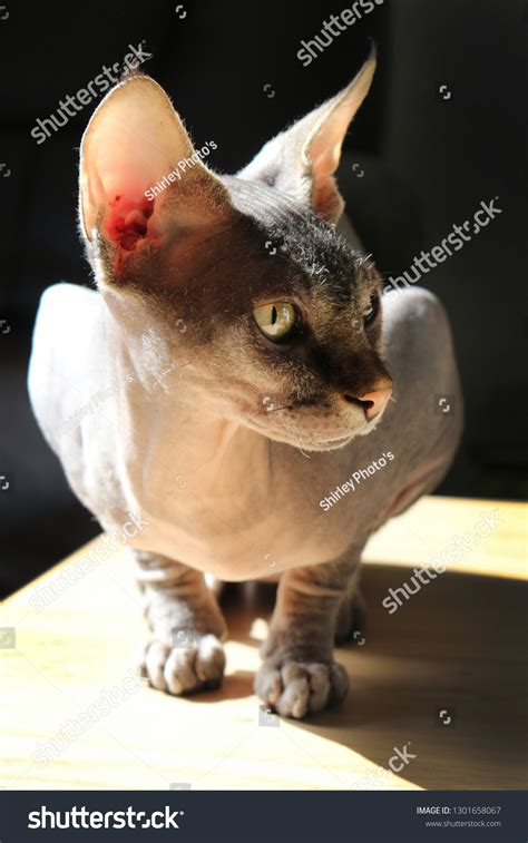 Portrait Playful Nude Cat Called Sphinx Stock Photo