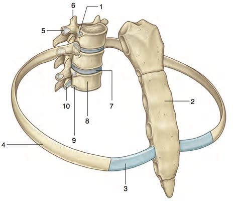 Vertebra Ribs Sternum Diagram Quizlet