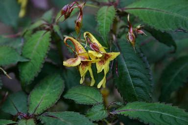 impatiens stenantha