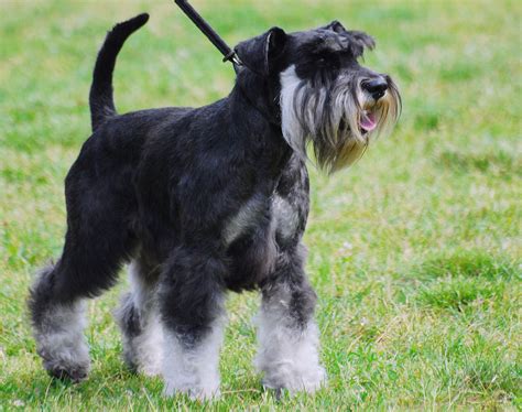 Miniature Schnauzer Facts Pictures Price And Training Dog Breeds