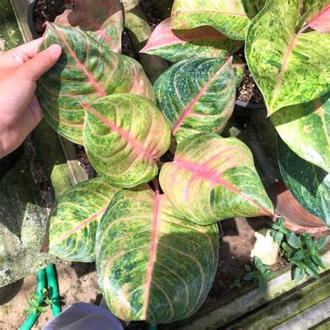 Аглаонема SUSAN – купить за 4 000 ₽ | ADENIUMLAND