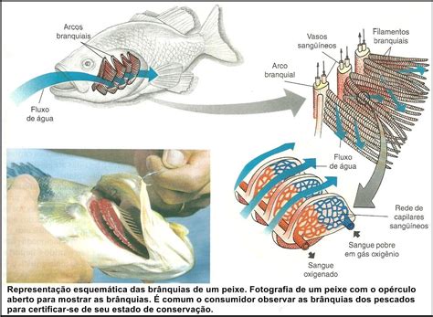 Como O Peixe Respira - 6