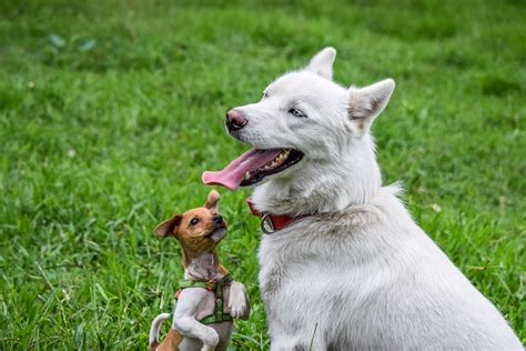 How To Introduce A New Puppy To Your Current Dog Dog Savvy