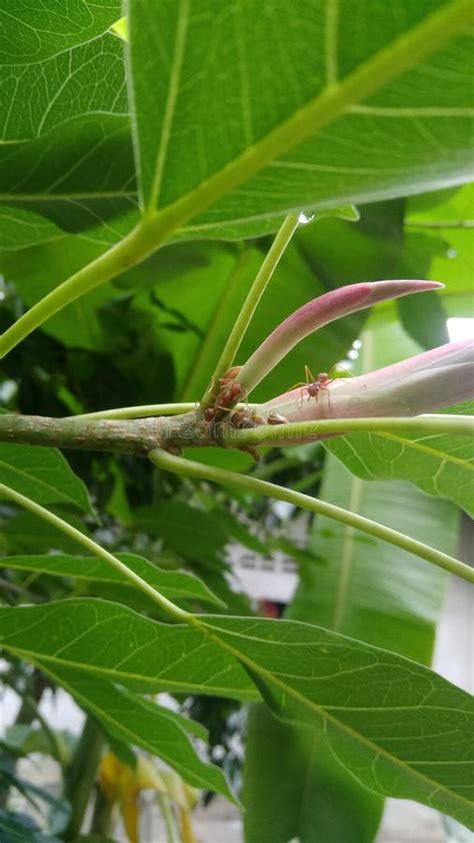 foraging  red ants stock image image  leaf foraging