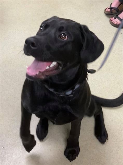 The many faces of Joey. - VCA Owasso Animal Medical Center