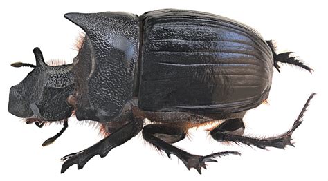 heliocopris dominus  sovereign large dung beetle