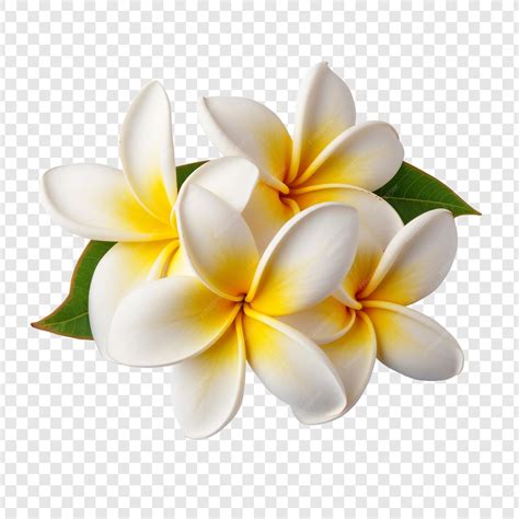 plumeria flower 1