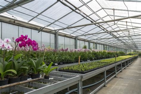 Choosing The Best Orchid Greenhouse A Buyers Guide Greenhouse
