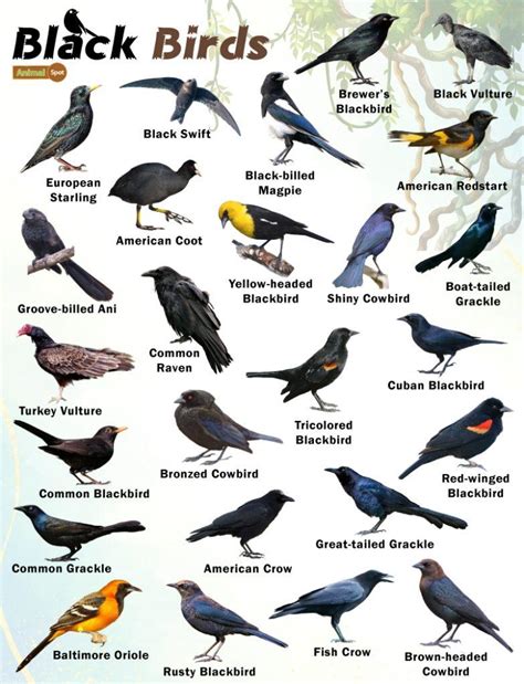 rarest birds list wild population numbers facts pictures