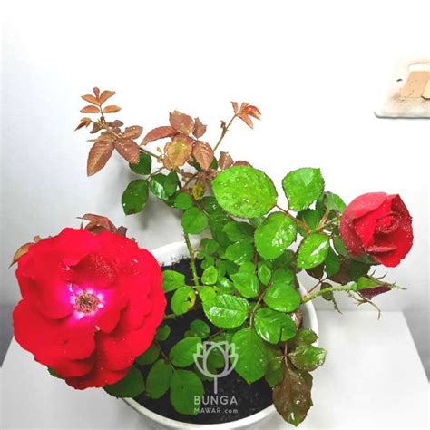 jual tanaman bunga mawar merah harga murah kualitas terbaik oktober