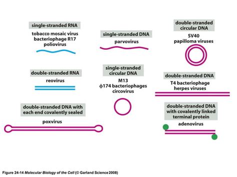 Introduction To Microbial Diversity Ppt