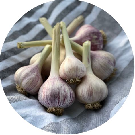 chesnok red jencal gourmet garlic farm