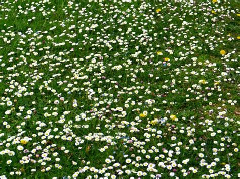 Free Images Grass Blossom White Field Meadow Flower Petal