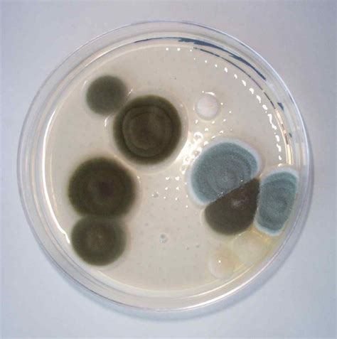 Mold Testing Albuquerque