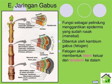 Jaringan Tumbuhan
