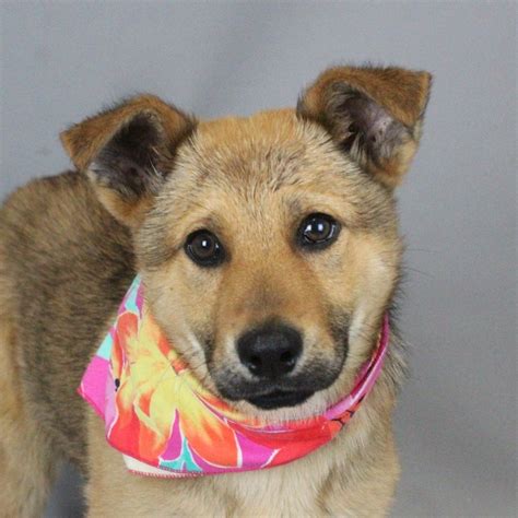Adopt Fancy Today - Pets TheCountyOffice