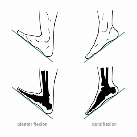 dorsiflexion