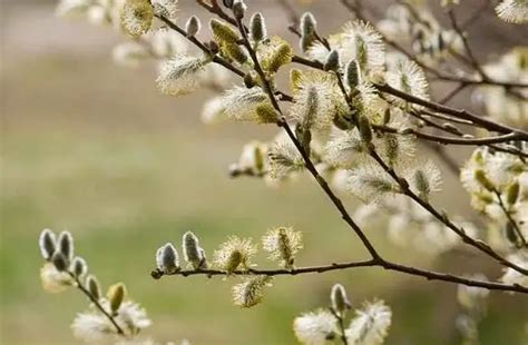 Pussy Willow Salix Discolor Floweringplantnursery