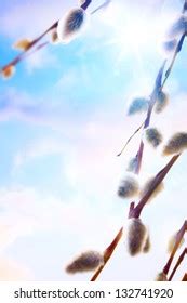 Pussy Willow Silhouette Images Stock Photos Vectors Shutterstock