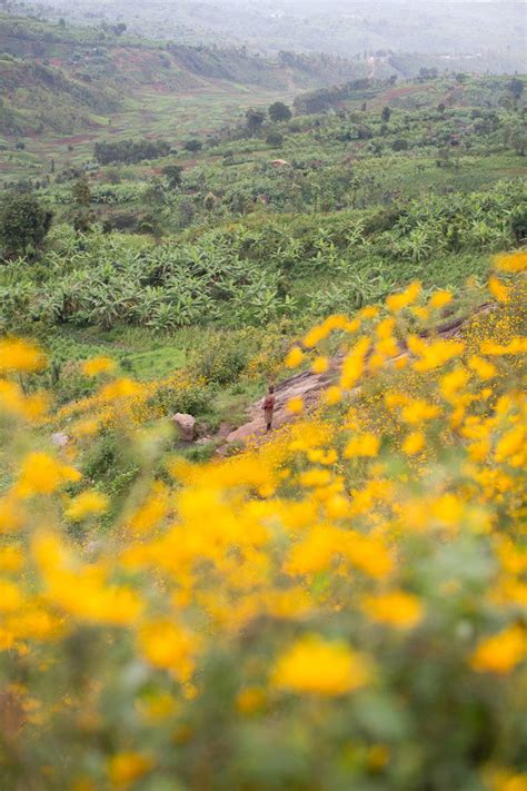 Coffee of Burundi – Subtext Coffee Roasters