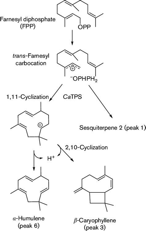 A Proposed Reaction Mechanism For The Formation Of The Major Products