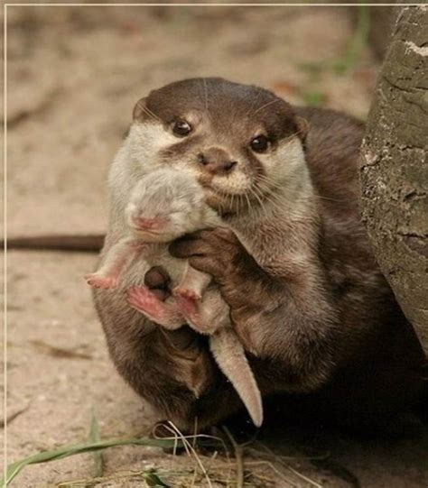 Mother Animals And Their Babies