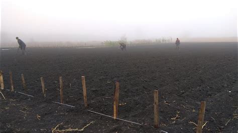 КАК ВЫРАСТИТЬ ЛИПУ ИЗ СЕМЯН, ВЫРАЩИВАНИЕ ЛИПЫ.КАК РАЗМНОЖИТЬ ЛИПУ.СЕЕМ ...