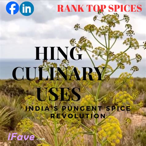 hing culinary  indias pungent spice revolution ifave blog