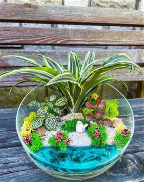 Флорариум с драценой и фиттониями | Festima.Ru - Мониторинг объявлений