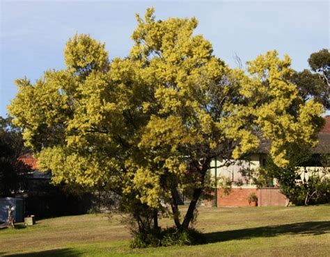 acacia trinervis acacia longifolia andrews willd