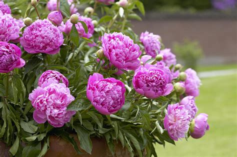 Peony Paeonia Sp Double Pink Variety Photograph by VisionsPictures