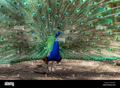 top  peacock bird images amazing collection peacock bird images