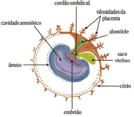 Anexos Embrionarios Humanos - Anexos Embrionários Humanos , Anexos Embrionários: entenda quais são e ...