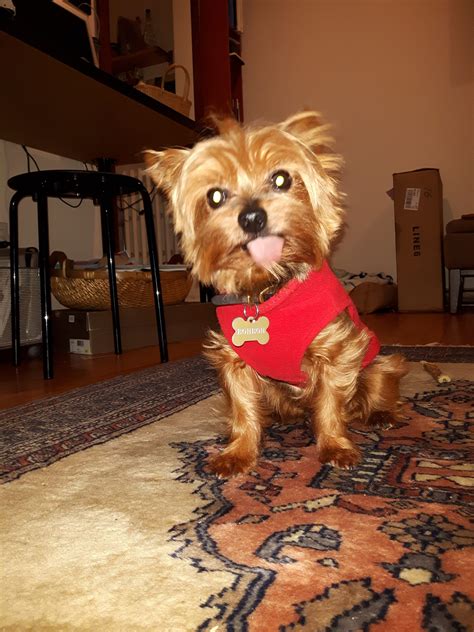 Show Off - Yorkie Passion