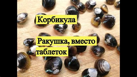 Корбикула. Ракушка вместо таблеток - YouTube