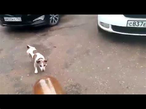 +18! СОБАКА В ШОКЕ ОТ КЕГЛИ ИЗ ПОД ПИВА смотри до конца!!! - YouTube