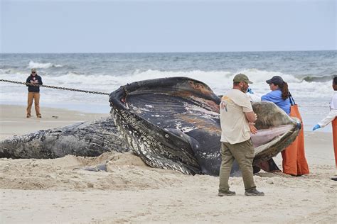 Taking the ferry from ct to li ny reveals whale sightings today 29