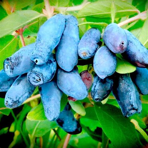 Лучшие сорта съедобной жимолости, что выбрать.