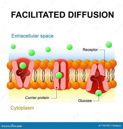 Facilitated Diffusion Or Passive-mediated Transport Cartoon Vector ... 
