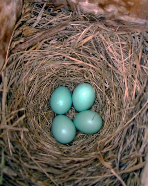 David's Photo Gallery NESTS A-L / Eastern Bluebird nest and eggs.jpg