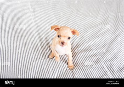 Tiny Puppy Falling Asleep On Bed Stock Photo Alamy