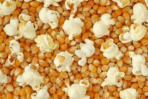 Dried Corn Kernels And Popped Popcorn Stock Photo Image Of Tasty