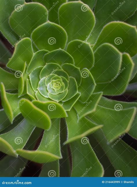 Closeup Of Echeveria Norma Plant Fast Growing Succulent Background