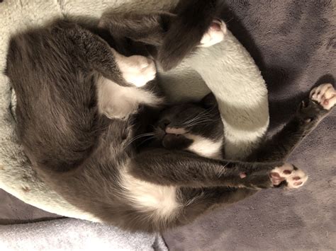 Toys Russ Berrie Troll Vtg Toy Good Luck Figures Mixed Lot 4 Easter Basket Naked Nude Toys