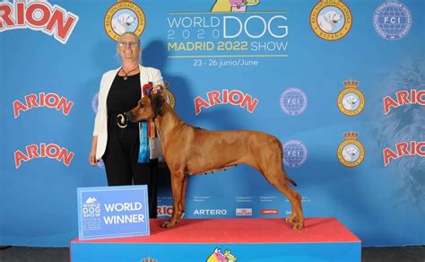 Top 81 Imagen Perro Para Cazar Leones En Africa Abzlocalmx